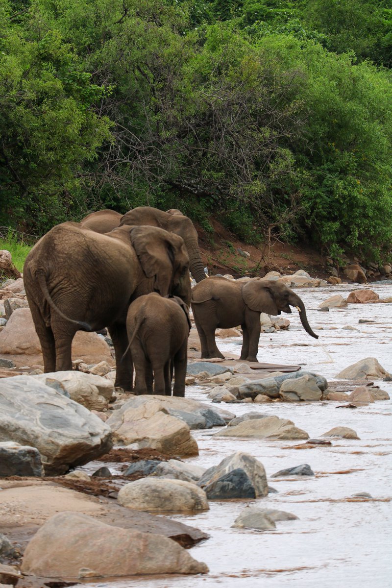 FEELS GOOD TO BE BACK ON SAFARIS! 
This morning we explored the Lake Manyara National Park in Tanzania for the very first time. A smaller and less visited park but if you like elephants as much as we do this might just be the place to be! #Safari