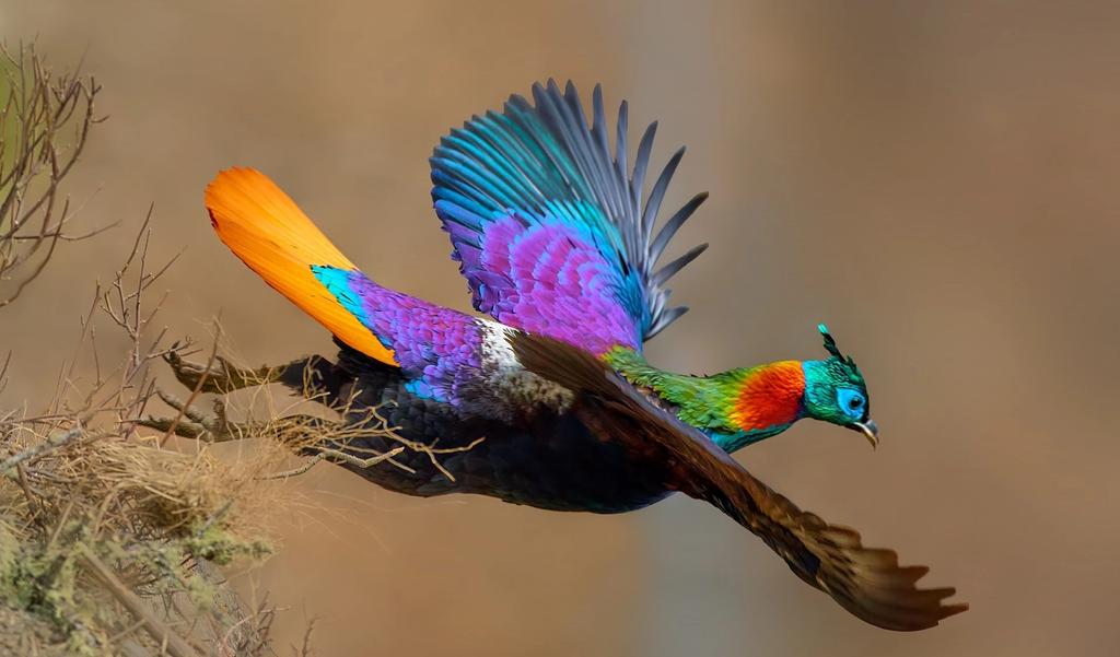 XianlinZeng6's tweet photo. Happy Wednesday.
#Birdland #birdwatching #BirdsOfTwitter #BIRDSTORY #NatureBeauty #NatureLovers #WednesdayMotivation #Wednesdayvibe #Wednesdaythiughts https://t.co/CnmHRRa1Dd