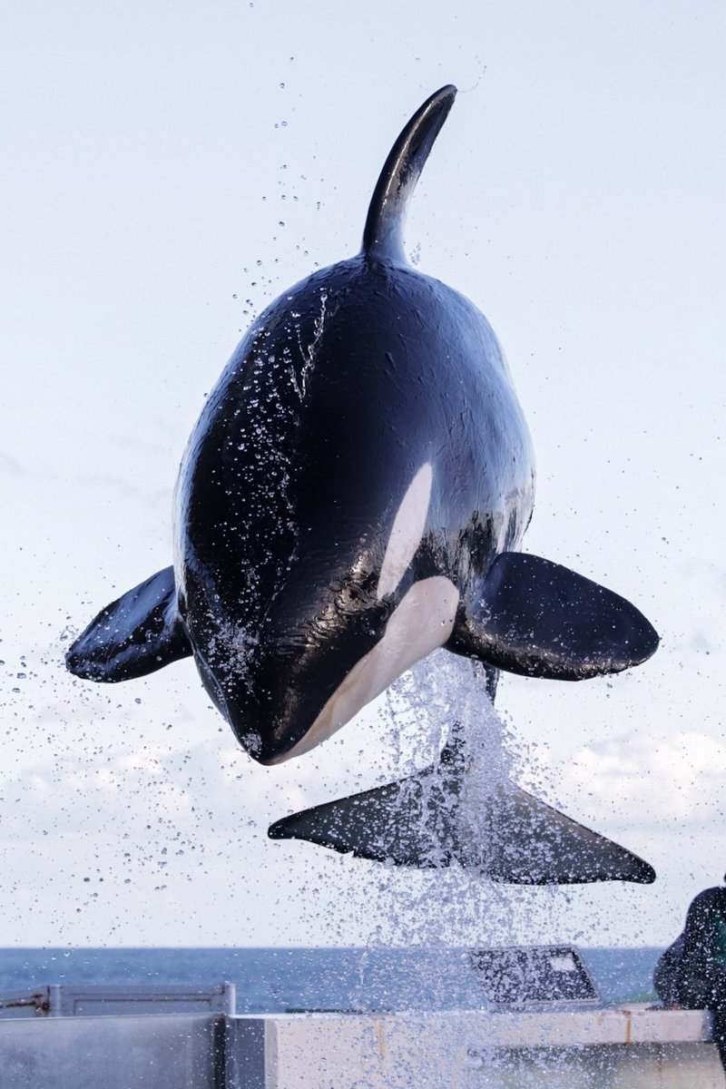 wolfie (@WolfieOrca) / Posts / X