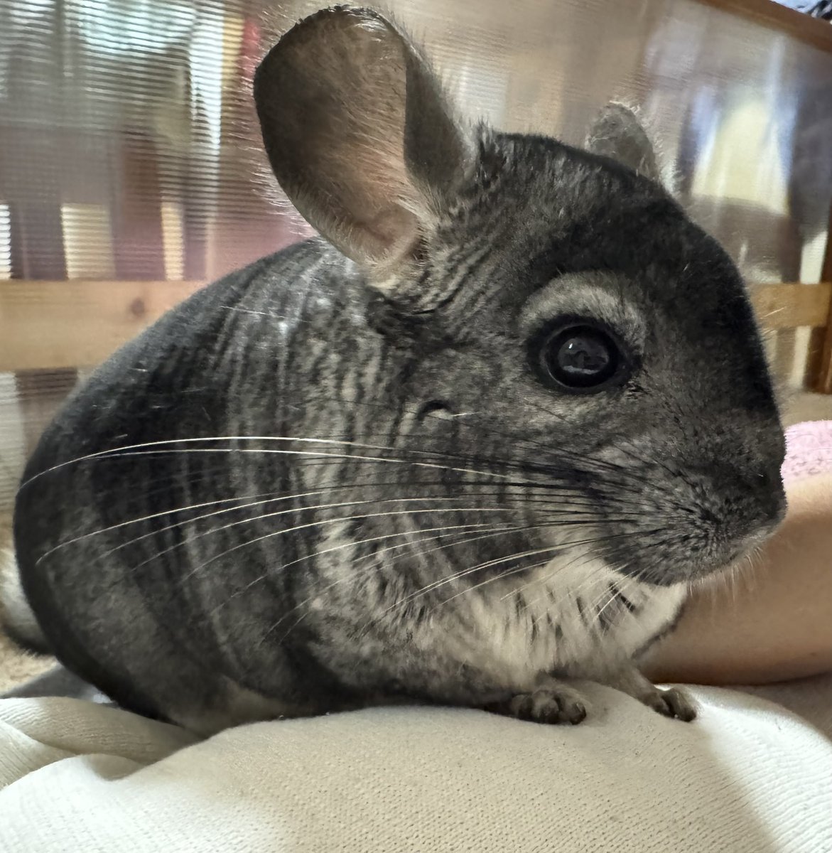 ばんちゃ🐭
#チンチラ