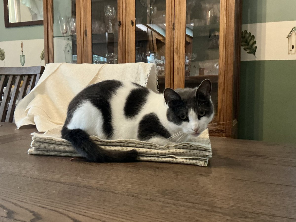 58rughooker's tweet image. No matter how many available spaces there are for Molly to sit, she always goes for a pile of my dyed wool.