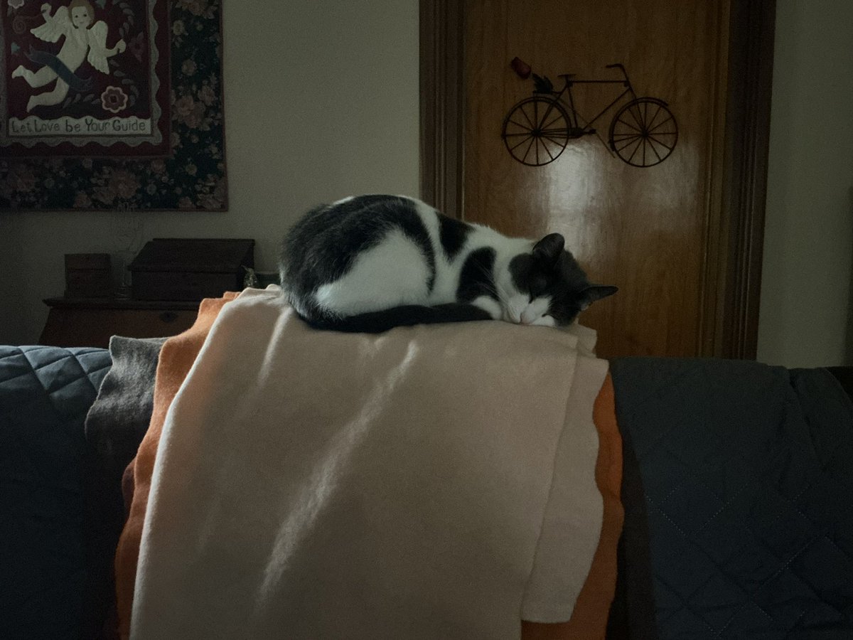 58rughooker's tweet image. No matter how many available spaces there are for Molly to sit, she always goes for a pile of my dyed wool.