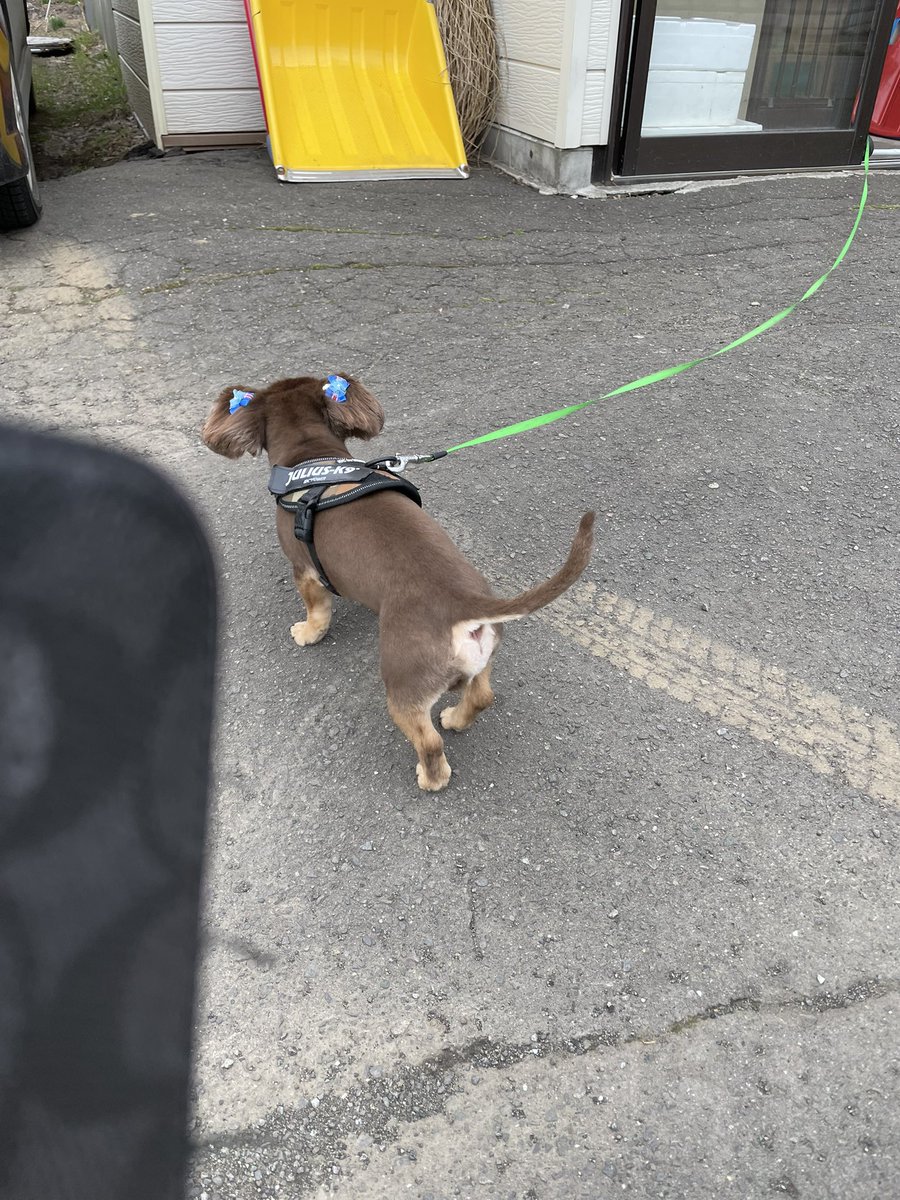 nbox8_k's tweet photo. この子は、犬種は分かりません！わかるのはメスです😂 https://t.co/yo7j571K9S