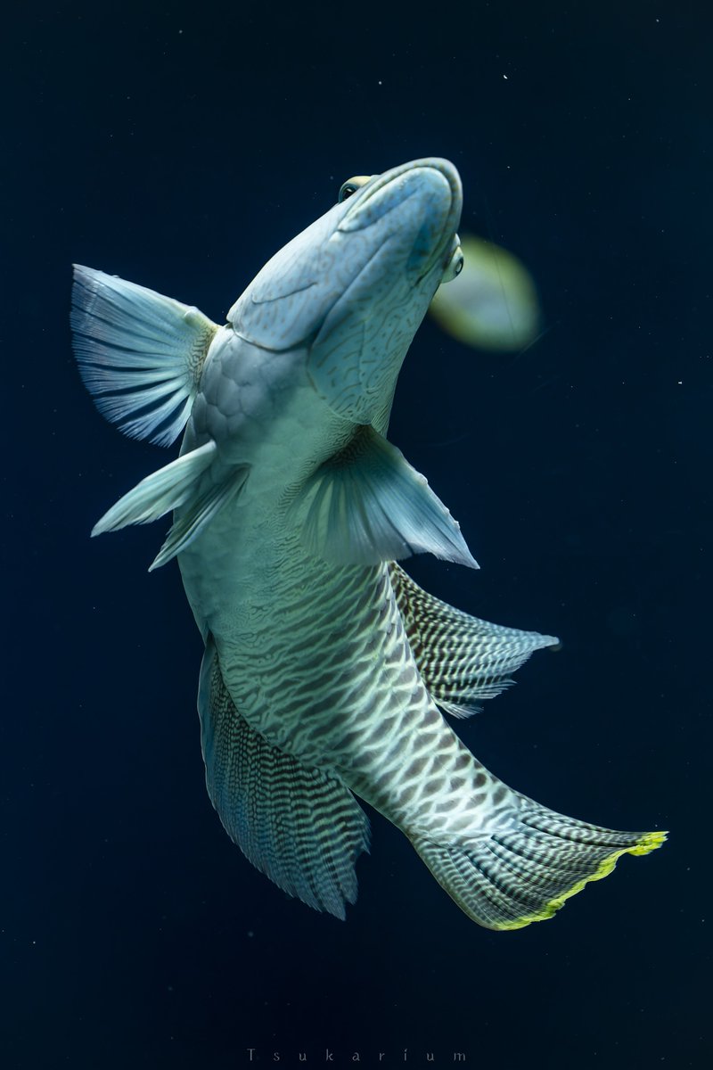 tsukarium's tweet photo. 魚類のｷﾞｭｲﾝからしか得られない栄養がある https://t.co/NUltqZQ7Cf