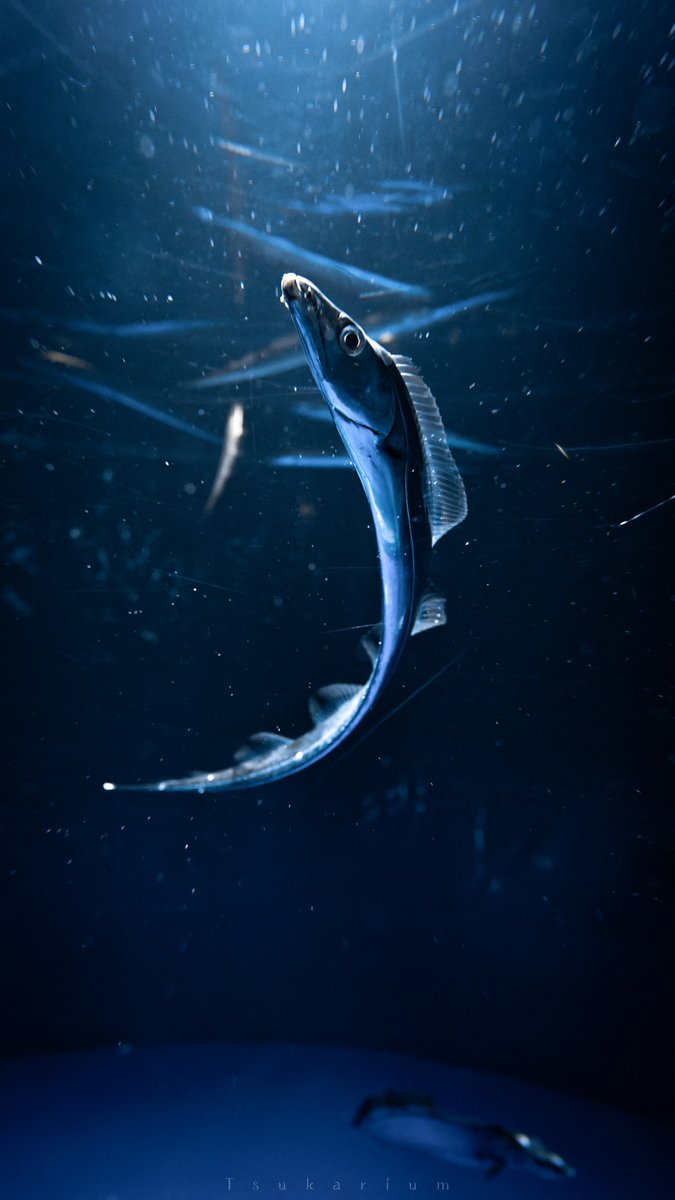 tsukarium's tweet photo. 魚類のｷﾞｭｲﾝからしか得られない栄養がある https://t.co/NUltqZQ7Cf