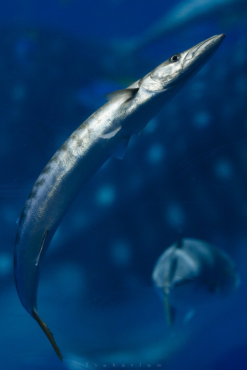 tsukarium's tweet photo. 魚類のｷﾞｭｲﾝからしか得られない栄養がある https://t.co/NUltqZQ7Cf