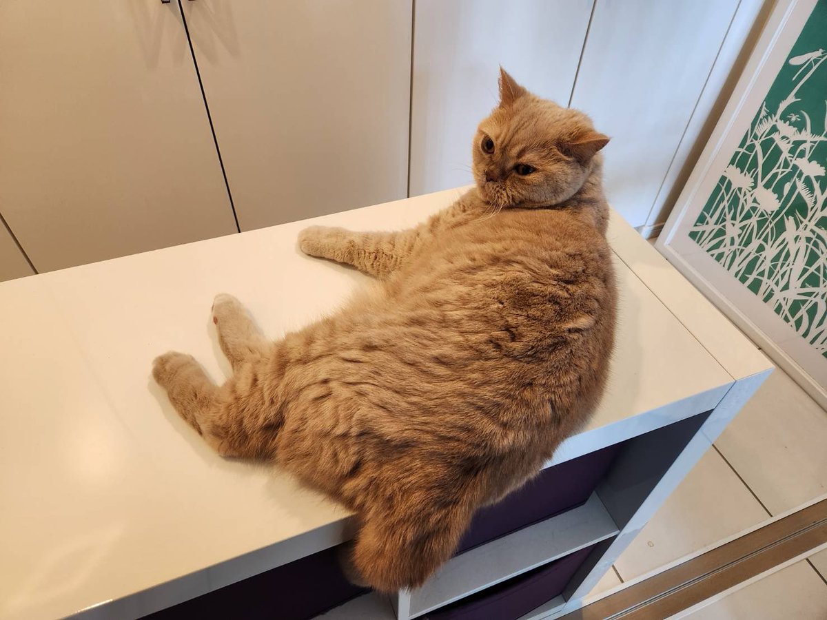 こんばんは🌆コチャです🐱パパは研究に没頭しすぎて、夜9時には寝て、朝5時には起きて、勉強してる。ボクはパパから見えるところに、こんな感じでゴロンしてご飯の時間だよってアピールしてるよ。パパは古典を読んでは、ニュースを漁り、理論書を読んでは、ニュースを漁る生活。鯖🐟よかったね🐱