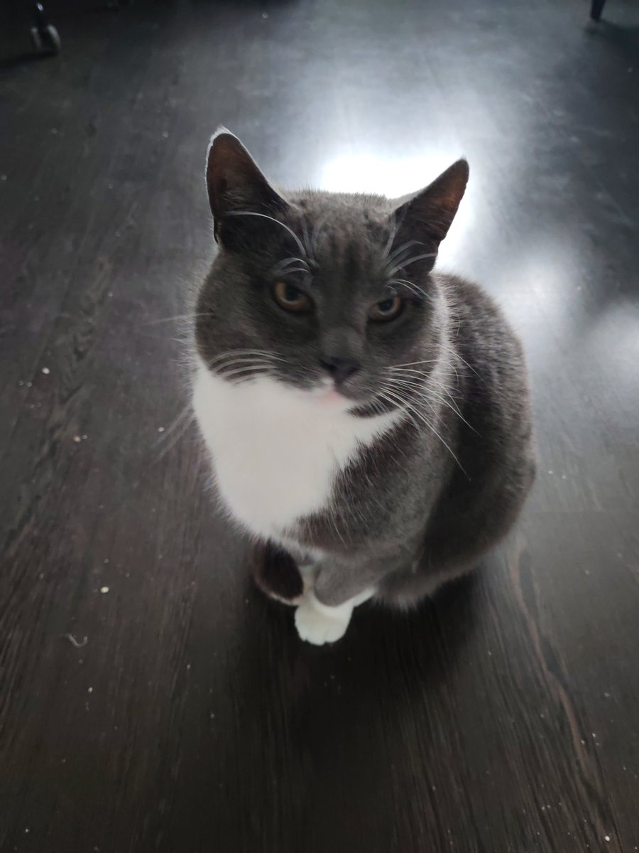 Dinasaidso1's tweet photo. @raven00444 Cat tax https://t.co/Wqoyv0MzRD