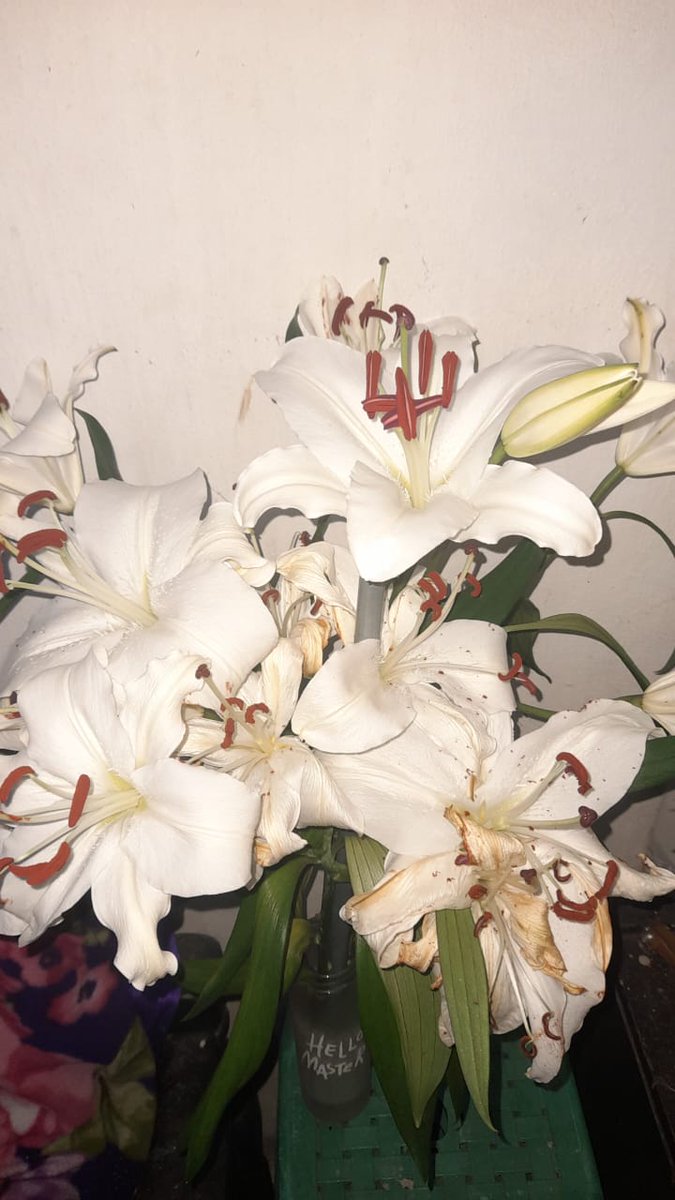 yourqueenalien's tweet image. punya sahabatku, cantik sekali bunganya udah mekar :)

#flower 
#april
#LILY
