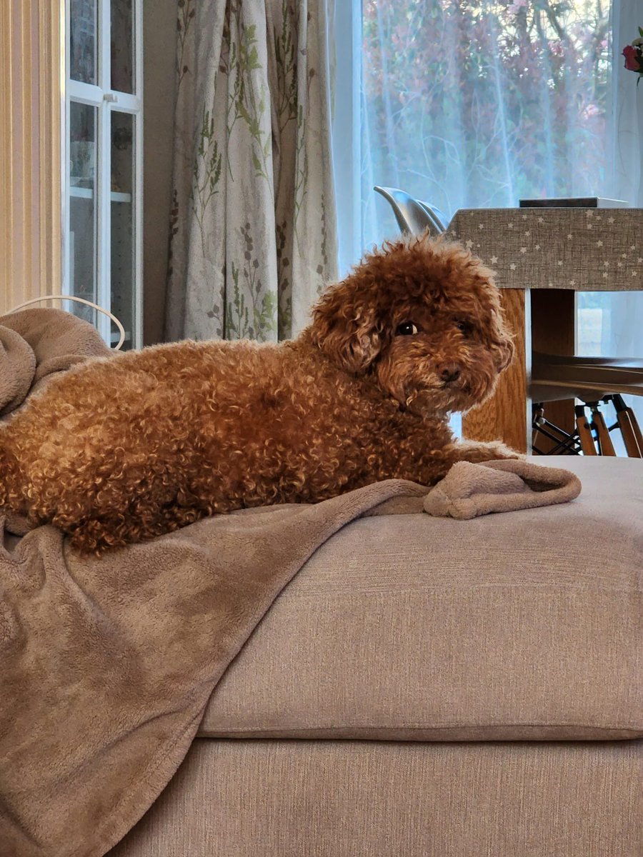 I think my poodle can make a great meme, show me if you could help 🥶