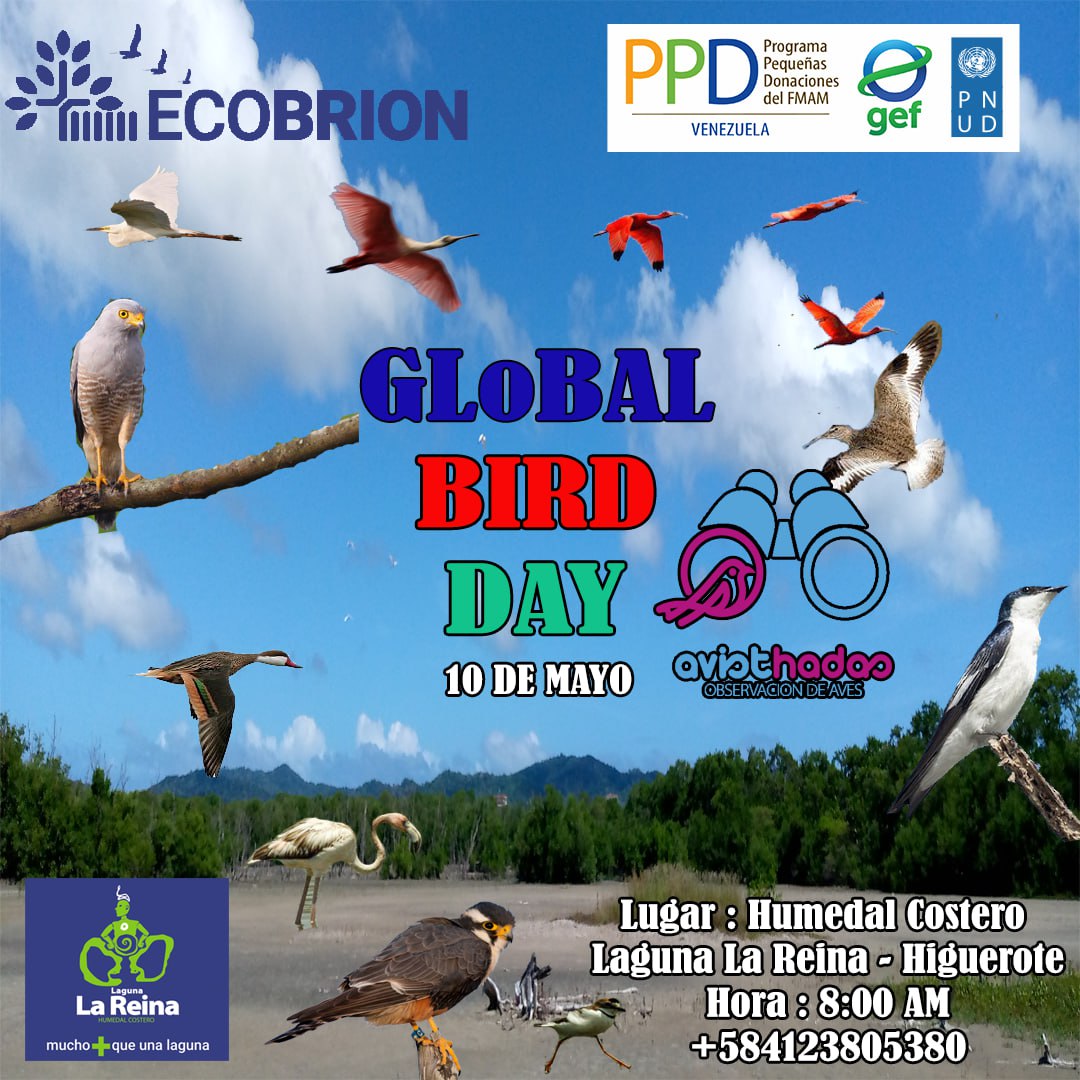 #30Abr En ECOBRION, nos preparamos para participar en el Global Big Day, el próximo 10 de mayo en el Humedal Costero Laguna La Reina y hacer #Aviturismo

Contáctanos por DM o por Whatsapp al 04123805380

 #LagunaLaReina #HumedalCostero #Aves #GlobalBigDay