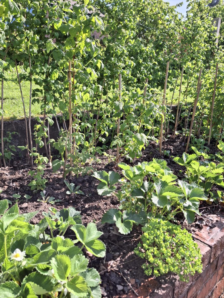 This week is National Gardening Week and what a glorious week of weather we are having! Our beneficiaries and volunteers are hard at working learning horticultural skills. Erlas is much more than a garden, it is a safe place where everyone makes a difference!