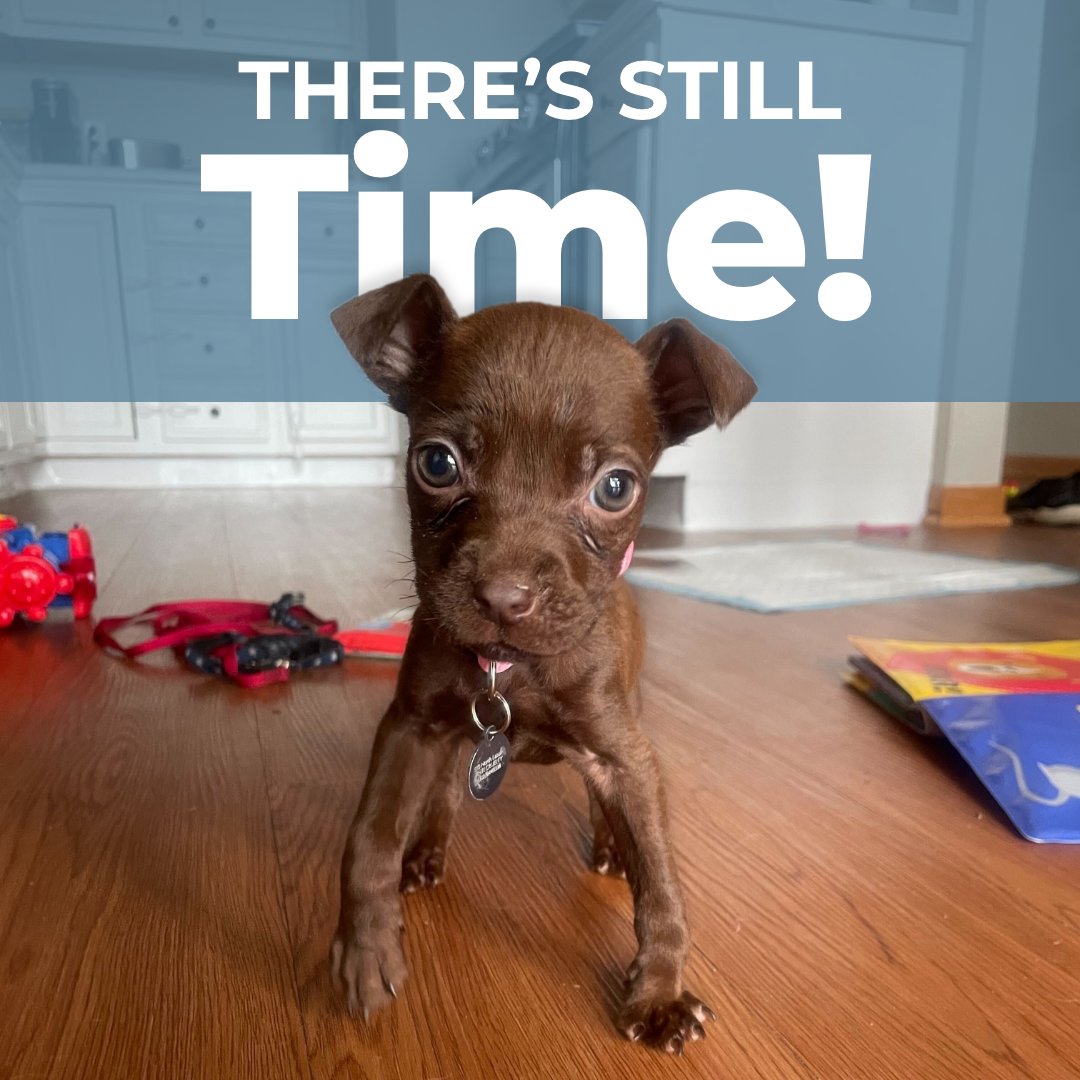 Anti-Cruelty (@anticruelty) on Twitter photo Duckie was only weeks old when someone found her in a garbage can.
Thankfully, it wasn’t too late to save her. You still have time to give to the 2025 Spring Campaign to Save Lives … so we can be ready for the next pet like Duckie.
Be a hero: bit.ly/4iPqSPm Duckie was only weeks old when someone found her in a garbage can.
Thankfully, it wasn’t too late to save her. You still have time to give to the 2025 Spring Campaign to Save Lives … so we can be ready for the next pet like Duckie.
Be a hero: bit.ly/4iPqSPm