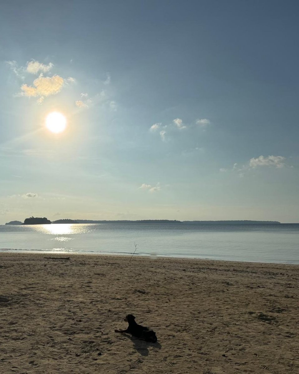 sujasrealty's tweet photo. Sunset glow, palm tree shadows, and endless waves... just pure bliss in Ferrargunj, South Andaman Island, India. ☀️🌊🌴

#indianbeaches #beachesofindia #andamanandnicobarislands https://t.co/dAML5LiyI9
