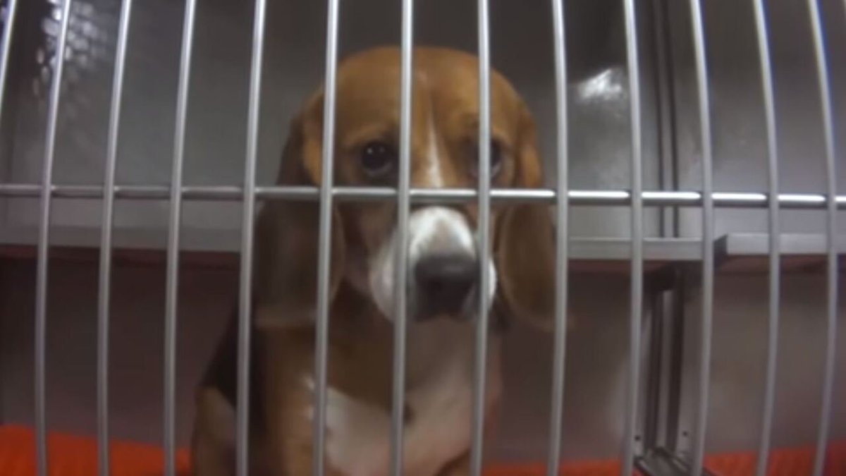 Beagles are used in testing because they trust humans the most.