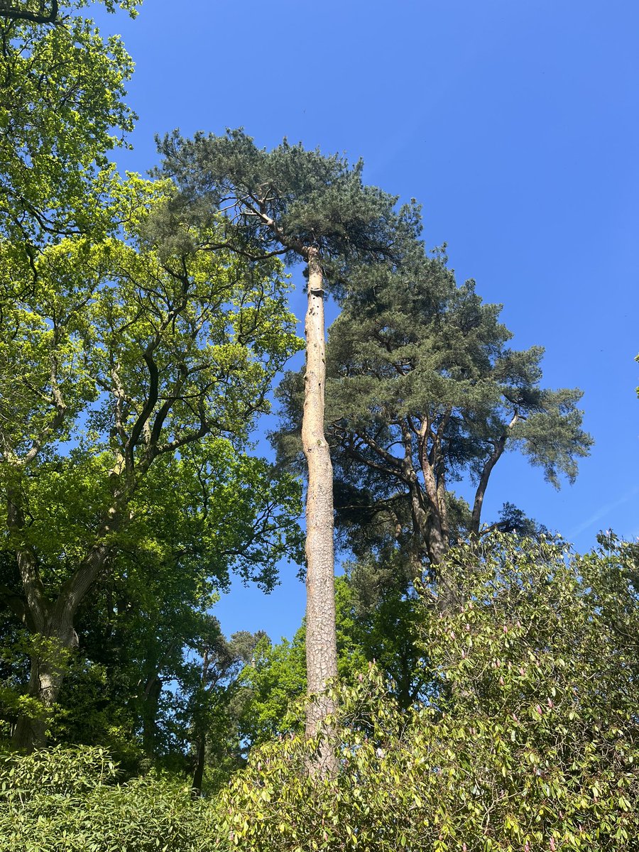 Mrs R Utteridge (@rutteridge) on Twitter photo The Y5 Crew had the most amazing day at <a href="/WestonbirtArb/">Westonbirt Arboretum - Forestry England</a> learning all about identification and classification of plants. We had wonderful weather and such curious minds. <a href="/CBradleyTPLT/">Charlotte Bradley</a> <a href="/BerrowPrimary/">Berrow Primary Church Academy</a> The Y5 Crew had the most amazing day at <a href="/WestonbirtArb/">Westonbirt Arboretum - Forestry England</a> learning all about identification and classification of plants. We had wonderful weather and such curious minds. <a href="/CBradleyTPLT/">Charlotte Bradley</a> <a href="/BerrowPrimary/">Berrow Primary Church Academy</a>
