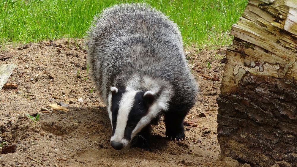 This is it. One month left. If this petition doesn’t hit 100k, the badger cull continues without a fight in Parliament. Thousands more will die. 

Please, sign and share like their lives depend on it — because they do: petition.parliament.uk/petitions/7003…