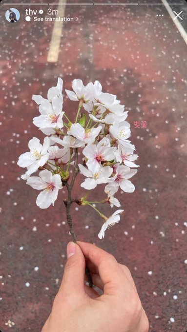 mhereonlyforbts's tweet photo. Taehyung posting cherry blossoms made me think BTS spring day lyrics:

“until the spring day comes again, until the flowers bloom again.. please stay a little longer" 

 🥹🫶 https://t.co/BidFFKO9QF