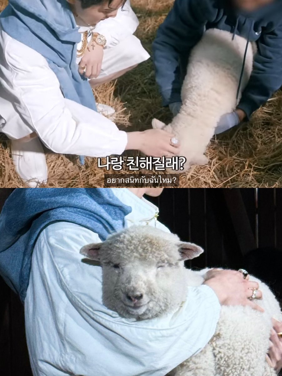 รู้แล้วว่าทำไมไอแกะตัวนี้มันทำหน้าขิง เล็มหญ้าอยู่ดีๆก็โดนคนดังถามอยากสนิทกับฉันมั้ย