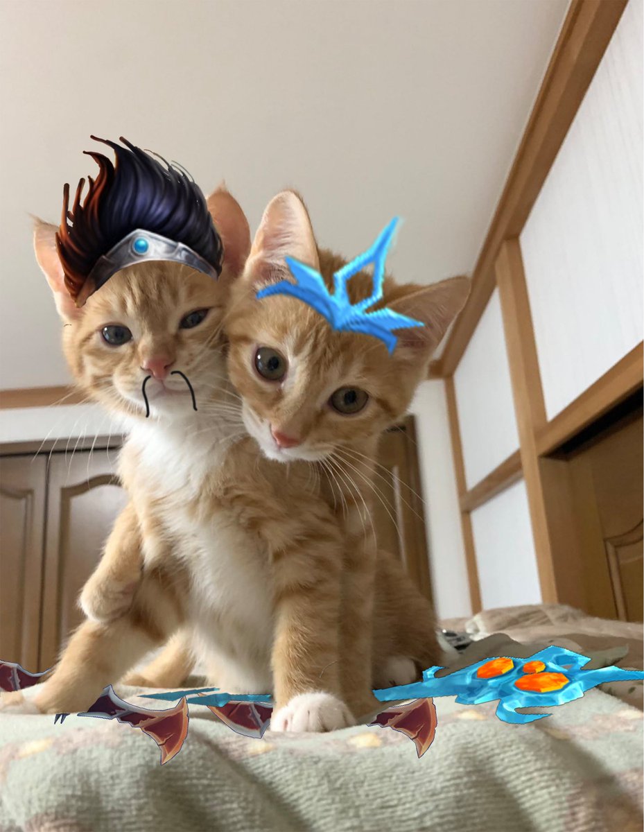 NoG1v9's tweet photo. Draven Janna couple cats https://t.co/g8Ir9nXrbo