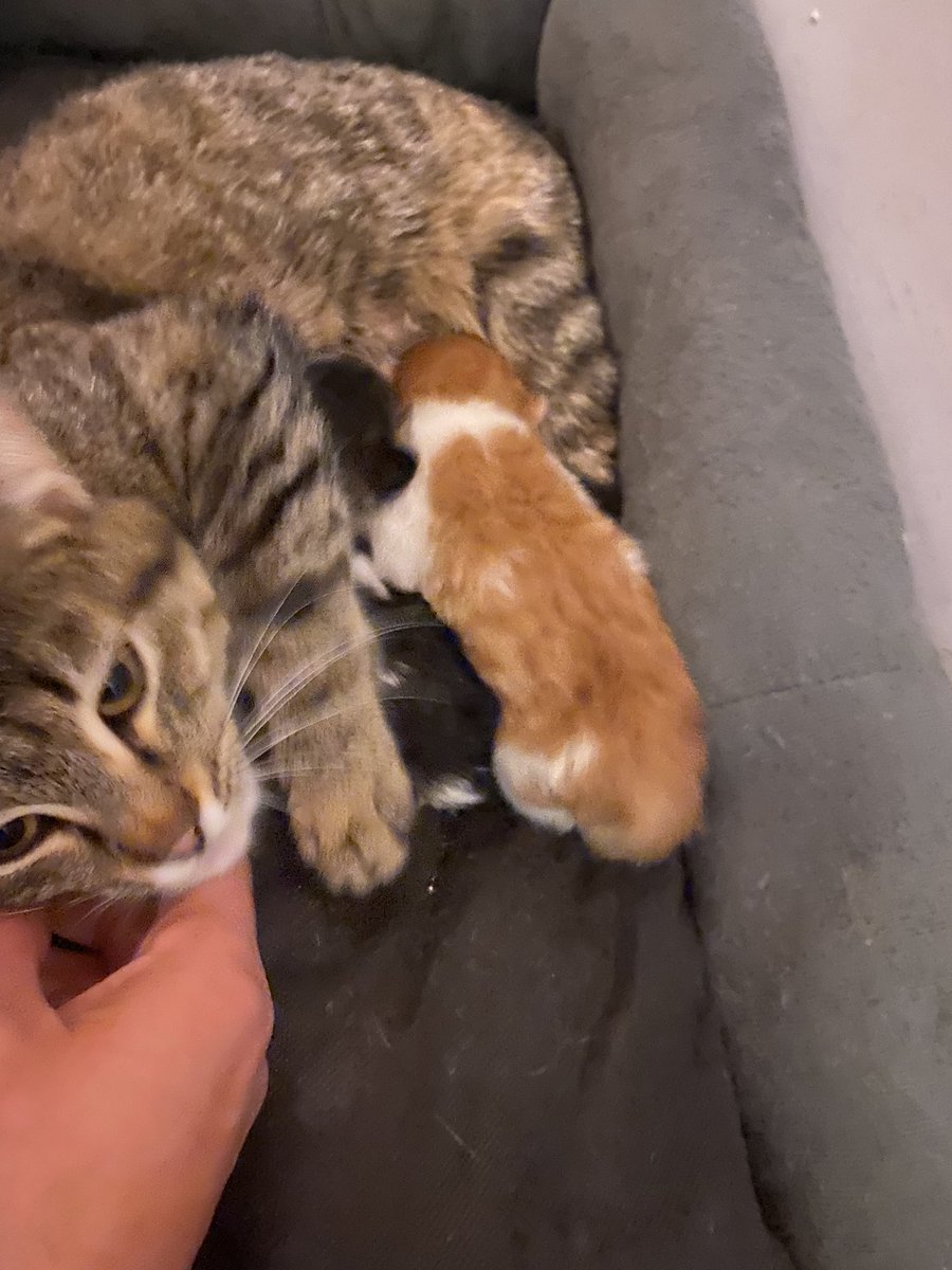 ANKARA
ACİL GEÇİCİ YUVA
Binanın deposunda baktığımız prenses ve 2 haftalık 3 yavrusunu bahçeye eşyalarıyla atmışlar.Dışarda kedi nüfusu çok yoğun,anında erkek kediler gelmiş başına.Şu anlık balkona koydum ama balkonda bir anne kediyle 5 yavrusu daha var.İkisi de çok gerildi.+