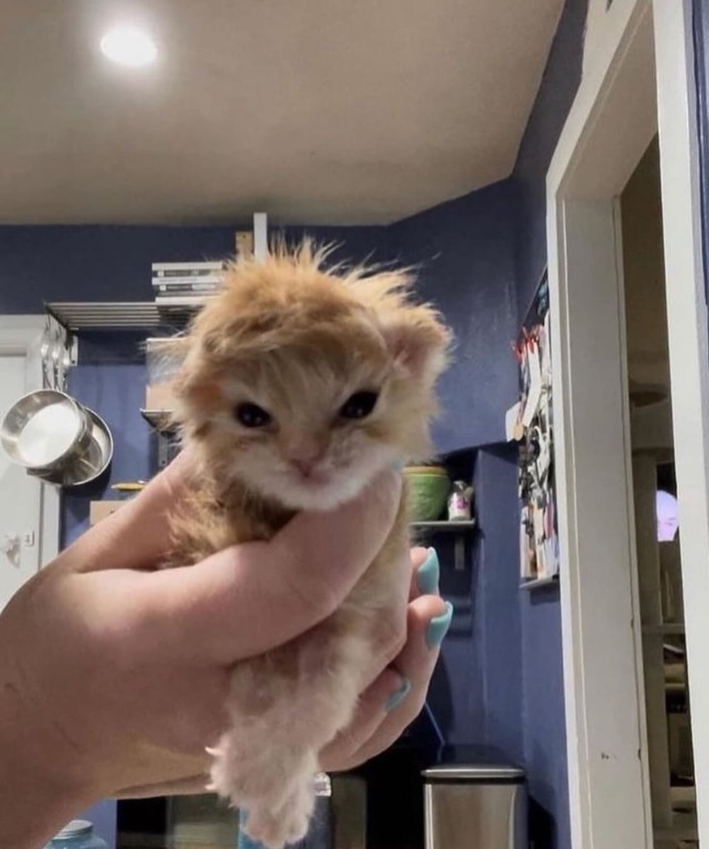 Punch Cat (@punchingcat) on Twitter photo 