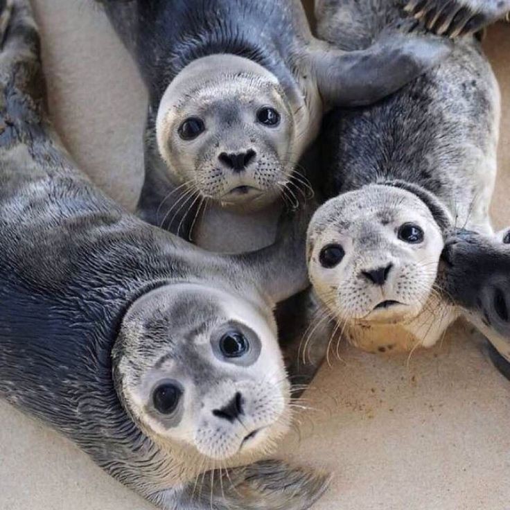 Gaon as seals 🦭 (@gaonseals) on Twitter photo 