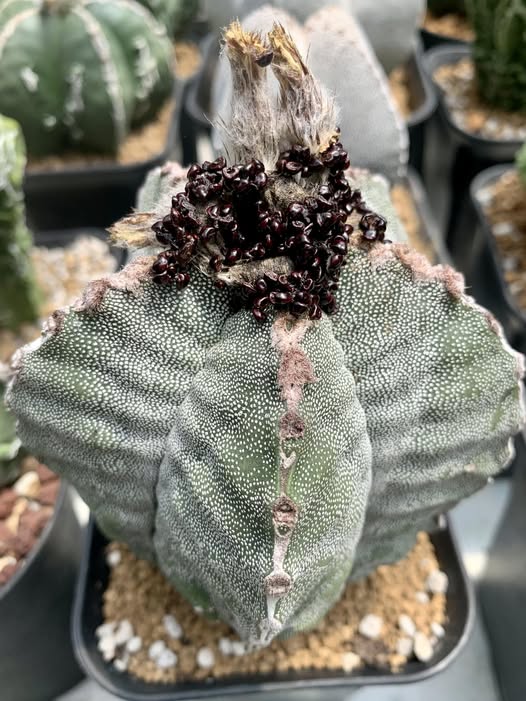mahdbdi's tweet photo. Burst of fresh seeds 📷
#CactusLove #Astrophytum #SucculentMagic https://t.co/9OQ7F9EJdL