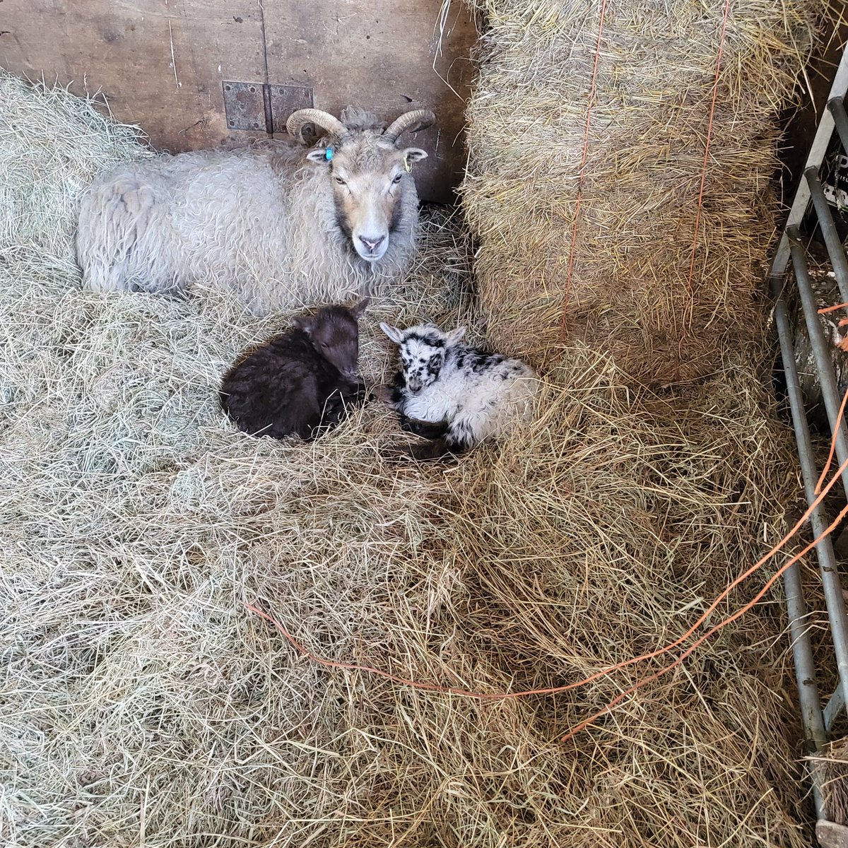 Nick Dowler tweet media