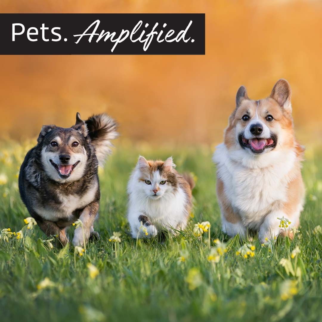“Everybody should have a shelter dog. It’s good for the soul.” - Paul Shaffer 
#nationaladoptashelterpetday #nationaltherapyanimalday #pets #shelterpets #paulshaffer #LifeAmplified #ClarityProducts