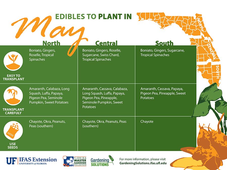 FL Master Gardener Volunteer Program (@floridamgs) on Twitter photo Spicy ginger, nutritious sweet potatoes, juicy papaya—oh my! It’s not too late to get edible plants in the ground this season. Find the text and printable versions of this infographic on <a href="/UF_IFAS/">UF IFAS Solutions</a> Gardening Solutions: gardeningsolutions.ifas.ufl.edu/plants/edibles… Spicy ginger, nutritious sweet potatoes, juicy papaya—oh my! It’s not too late to get edible plants in the ground this season. Find the text and printable versions of this infographic on <a href="/UF_IFAS/">UF IFAS Solutions</a> Gardening Solutions: gardeningsolutions.ifas.ufl.edu/plants/edibles…