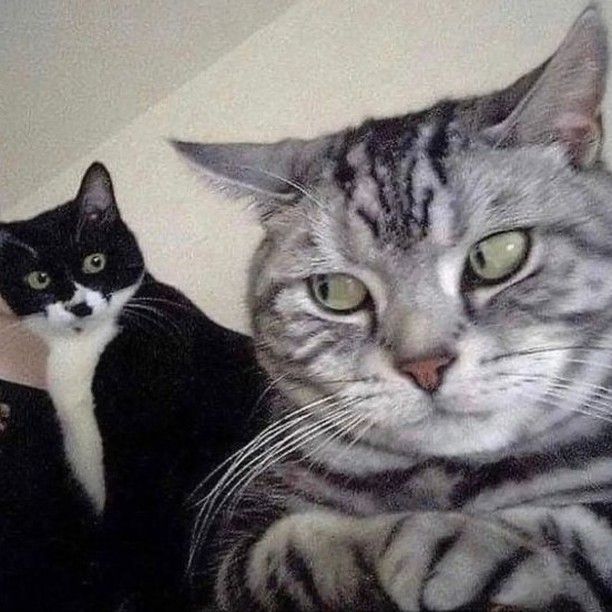 Punch Cat (@punchingcat) on Twitter photo 