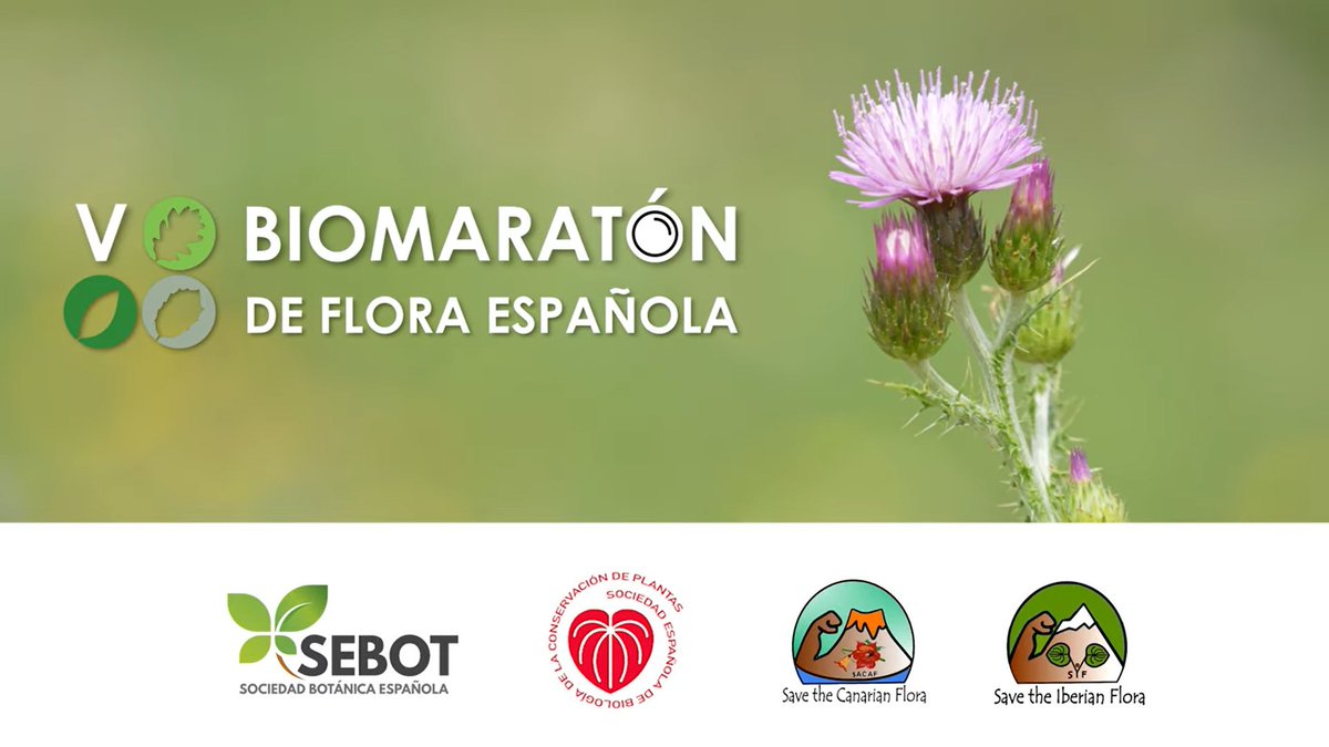 🎥🌿 ¡Estreno del vídeo oficial del #VBiomaratón de Flora! ¿Estás listo para salir al campo? Del 15 al 18 de mayo, celebraremos juntos la diversidad vegetal. 

🔗 Mira el vídeo, inspírate... ¡y súmate a la aventura verde!

👉 youtube.com/watch?v=K2uMae…

#BiomaratónFlora #iNaturalist