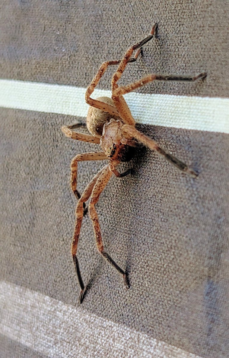 samediphoto's tweet photo. #photooftheday @madebygoogle #pixel9pro #photo #spider https://t.co/a0t8fAi20b