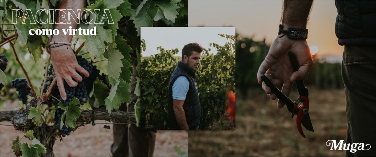 🌿It may seem extraordinary the time we dedicate to each vine, but it is precisely that individual care and attention that allows each vine to gift us with unique grapes. That is our commitment to excellence. 🌟

#BodegasMuga #ExperienciasMuga