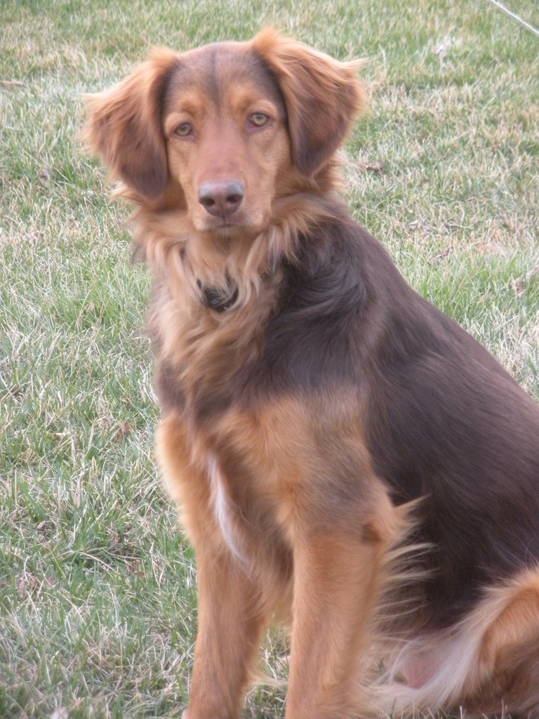 Gia, former Northeast Elementary Therapy Dog, honored by NE Humane Society.  nehumanesociety.org/nhs-150th-anni…