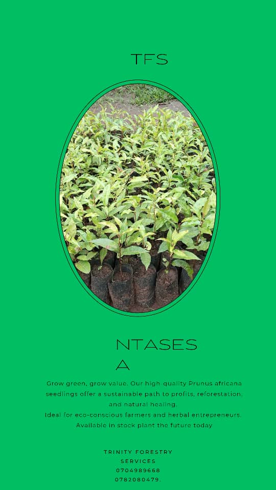 Trinity Forestry Services (@trinityforestry) on Twitter photo Prunus africana tree is a good medicinal tree species
#Trinity Forestry Services Ltd, Luwero #
0704989668/0782080479.
trinity forestrys@gmail.com Prunus africana tree is a good medicinal tree species
#Trinity Forestry Services Ltd, Luwero #
0704989668/0782080479.
trinity forestrys@gmail.com