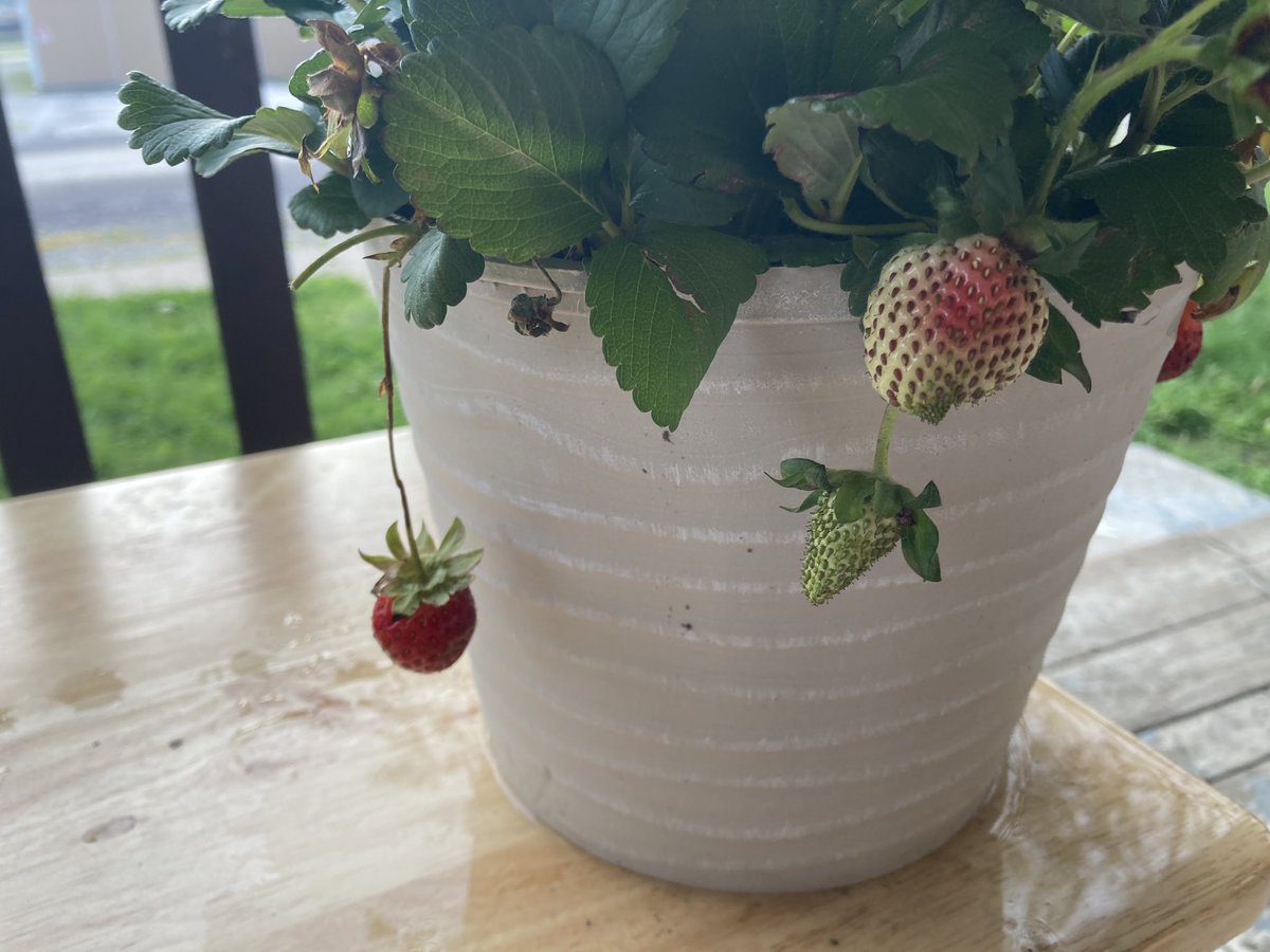 voidvermin's tweet photo. 🍓 … views from my corner of the planet 
i caved and bought a strawberry plant finally https://t.co/8K1TEfwxrj