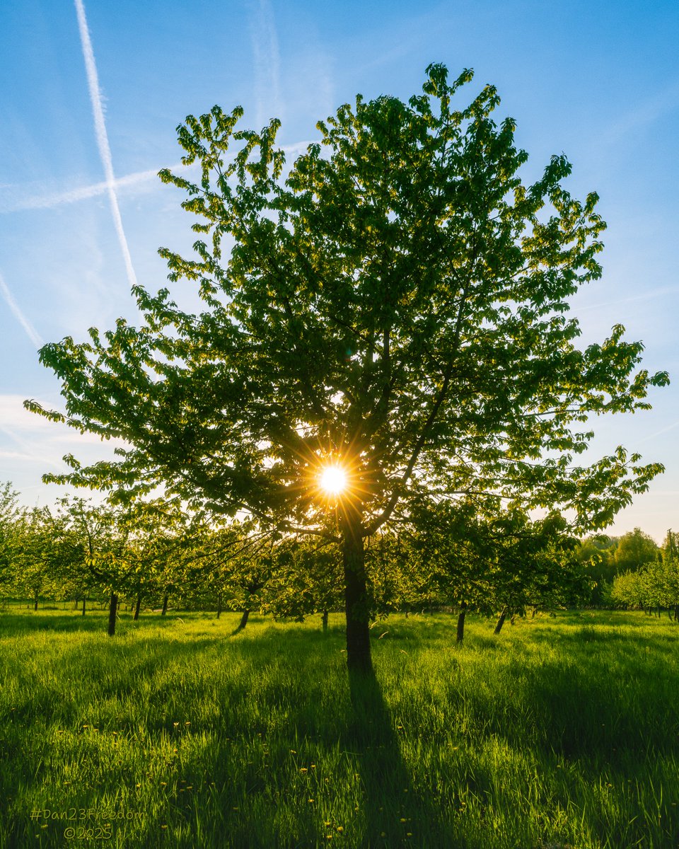 dan23freedom's tweet photo. Celebrity Tree
·
📷 1/100 sec at f/16, ISO 200, 24 mm standard 24-50mm —👤 #dan23freedom
#Nature #NatureWalk #Trees #Sunlit #Sky #Clouds #Germany #NordrheinWestfalen
#iLoveTrees #GoldenHour #Sunburst #NatureWalk #TreeOfLight #LushGreen #SunKissed #SereneScene #SunburstSymphony https://t.co/eRnp1QT49O