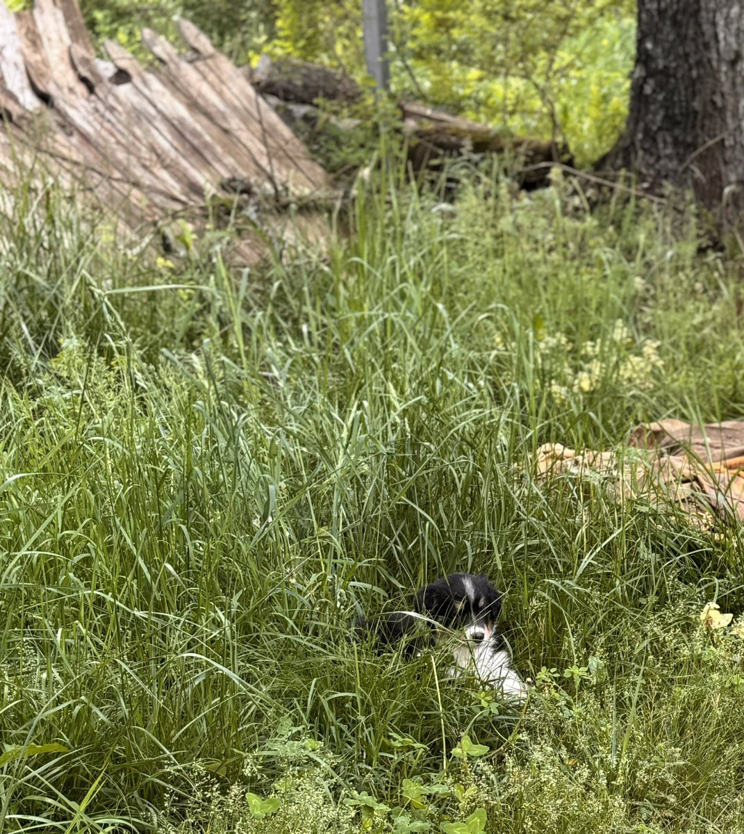 Katie CPA MBA tweet media