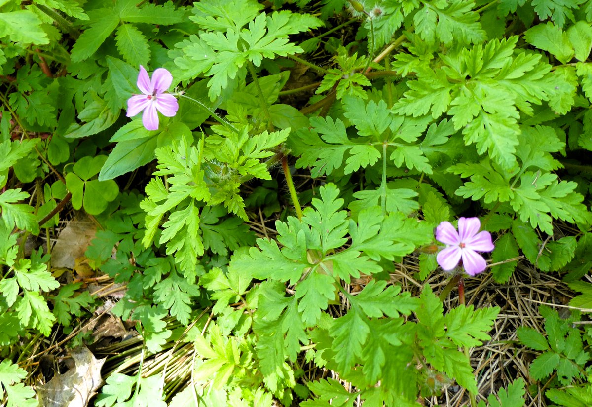 Derek Flack tweet media