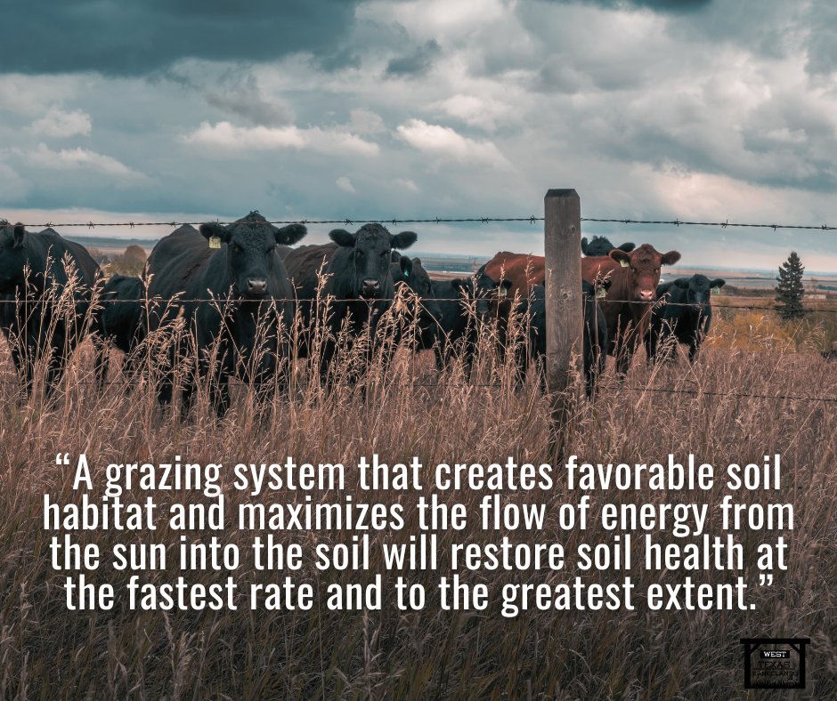 What's the secret to unlocking your soil's full potential?

It's a grazing system that prioritizes a healthy soil environment and efficient capture of solar energy.  This approach leads to the quickest and most complete soil restoration.

Remember even when building soil,