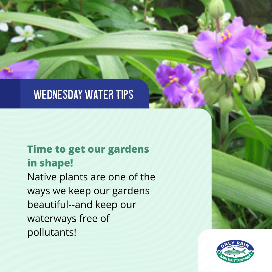 Northern Virginia Clean Water Partners (@nova_cwp) on Twitter photo Water Tip Wednesday! 🌷It’s not too late to get your gardens ready for their annual debut! Tips like planting native, composting, and reusing grass clippings are just a few ways to beautify your garden and prevent pollution. onlyrain.org/garden-lawn-ca… #OnlyRain Water Tip Wednesday! 🌷It’s not too late to get your gardens ready for their annual debut! Tips like planting native, composting, and reusing grass clippings are just a few ways to beautify your garden and prevent pollution. onlyrain.org/garden-lawn-ca… #OnlyRain