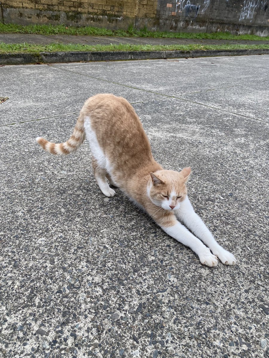 ネコ🐈 que conocí en Valdivia