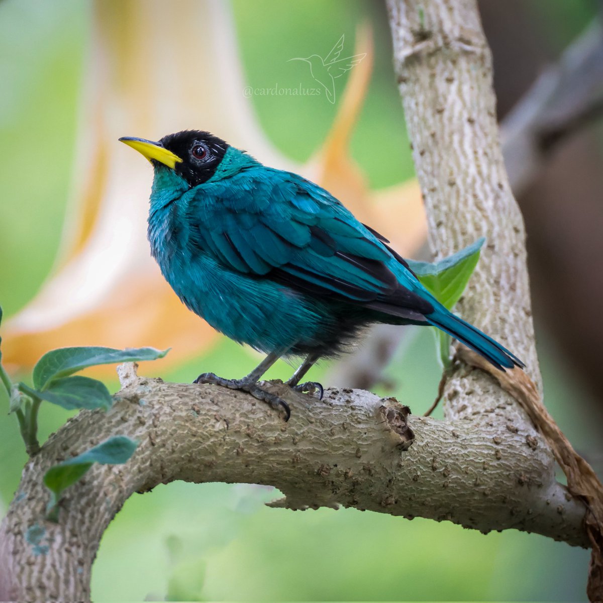 cuzy317's tweet photo. Un pajarito de tierras más bajas, para mitigar este frío 🥶🌂👢🧣🧤🧦

🇨🇴Mielero verde
🔬Chlorophanes spiza

#miercolesdeemplumados https://t.co/JE8KAr5omA