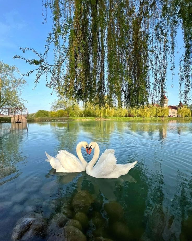 softdeIicacy's tweet image. swan lake. 🦢🌿
