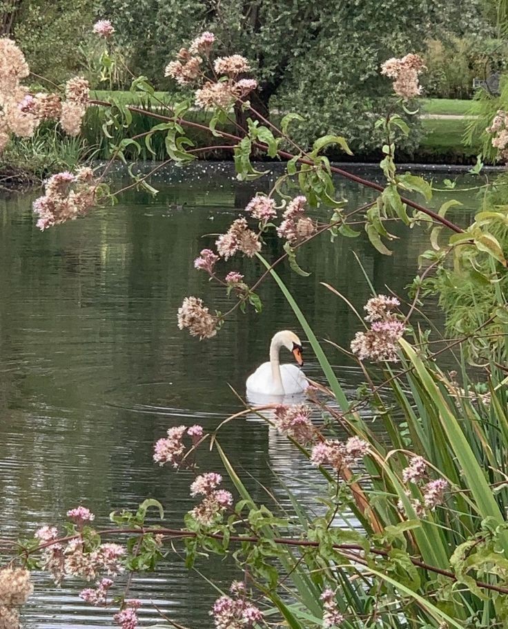 softdeIicacy's tweet image. swan lake. 🦢🌿