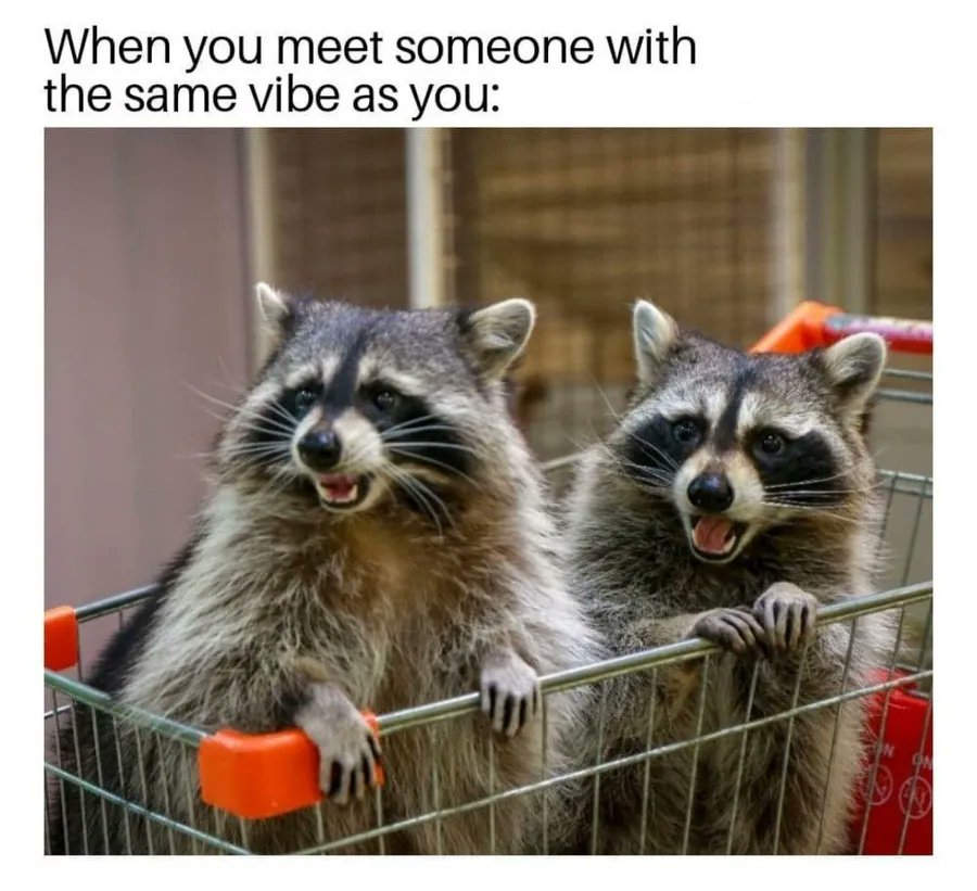 Why you should have a Raccoon tweet media