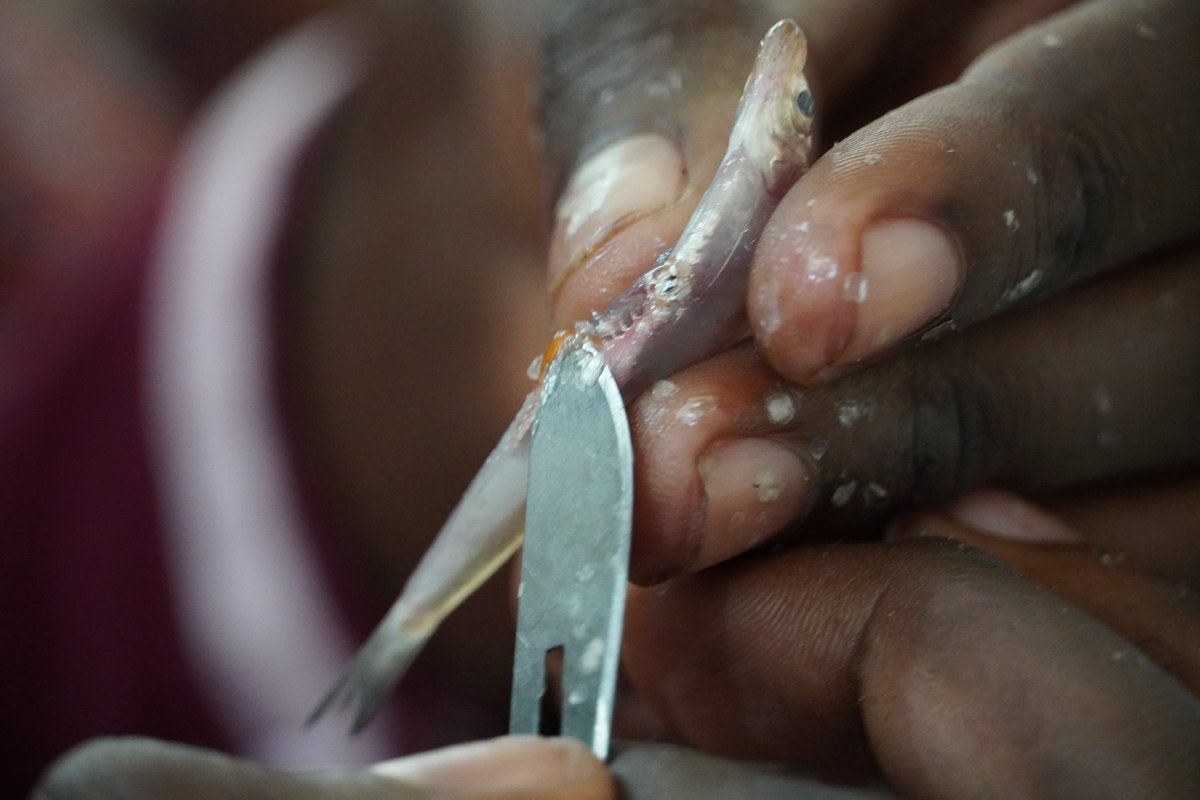 3/n Field visit was conducted Katonda landing sit to collect sample.For Lates stappersii, total length, weight, and sex (via dissection) were recorded.For small pelagic species,Stolothrissa tanganicae (Ndagala) and Limnothrissa miodon (Lumba) were sorted and analyzed separately.