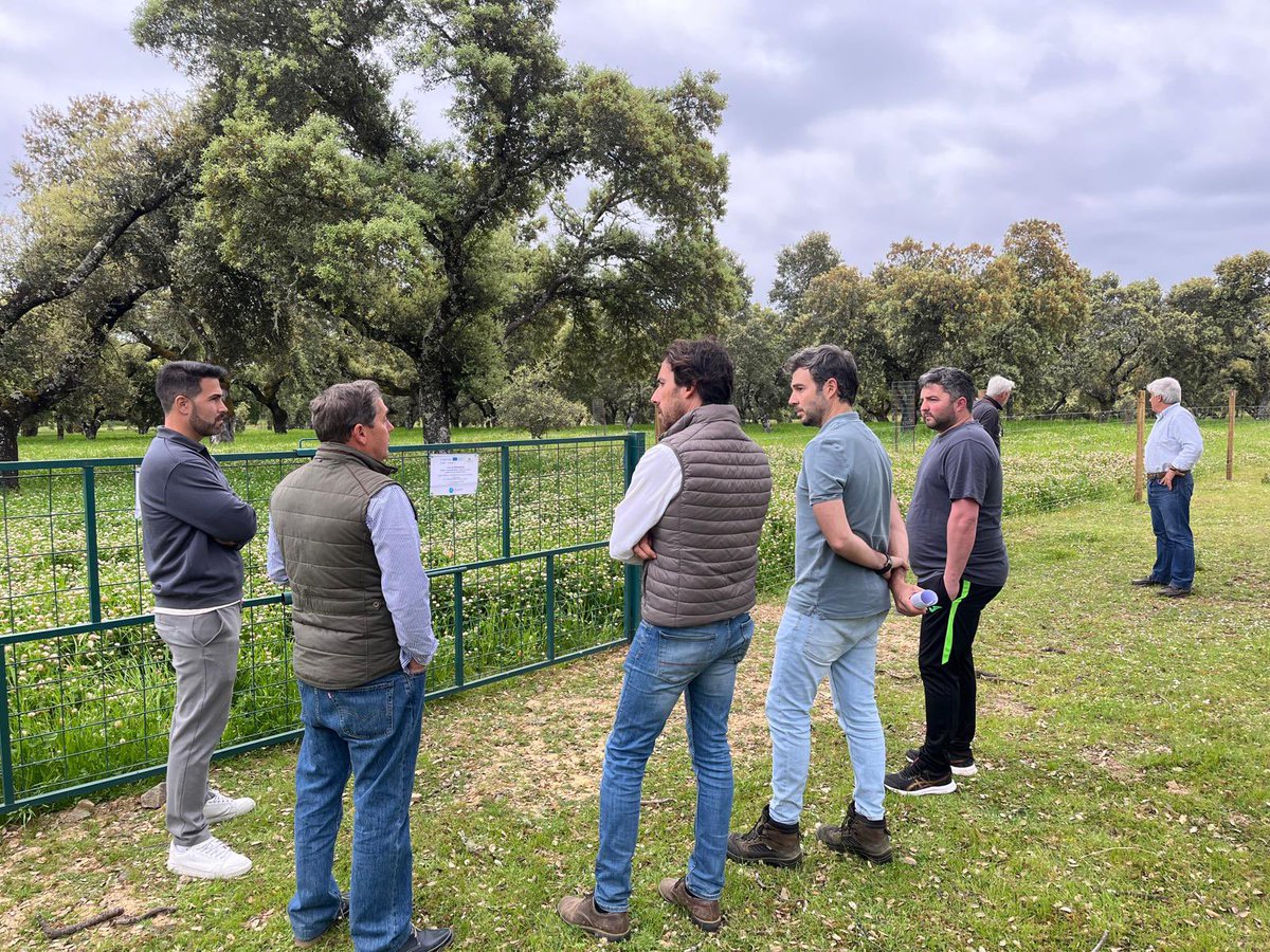 CICYTEX (@cicytex) on Twitter photo Fijaos bien en estas fotos 🖼️
👉Corresponden a la Finca colaboradora comunal Monteporrino en Salvaleón (Badajoz) 🌱
🔎 En ellas se puede apreciar perfectamente, una dehesa en la q hemos aplicado estrategias de mejora de pastos ☘️ 🌳 en el marco del Proyecto <a href="/sosprodehesa/">SOS Prodehesa Montado</a> 🇪🇸🇵🇹 Fijaos bien en estas fotos 🖼️
👉Corresponden a la Finca colaboradora comunal Monteporrino en Salvaleón (Badajoz) 🌱
🔎 En ellas se puede apreciar perfectamente, una dehesa en la q hemos aplicado estrategias de mejora de pastos ☘️ 🌳 en el marco del Proyecto <a href="/sosprodehesa/">SOS Prodehesa Montado</a> 🇪🇸🇵🇹